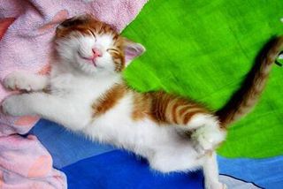 Click on the image to see another cute kitten photo