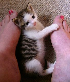 Cutest kitten pic 01