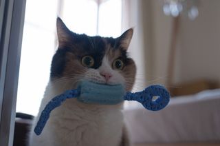 Cutest kitten pic 01
