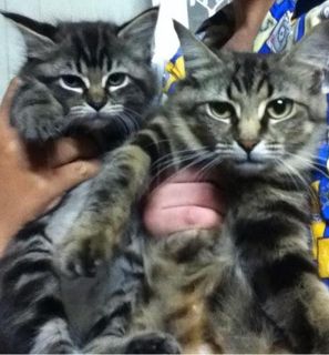 Cutest kitten pic 02
