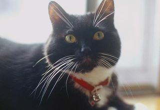 Click on the image to see another cute kitten photo