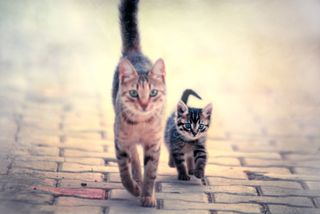 Cutest kitten pic 02