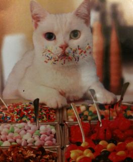 Cutest kitten pic 01