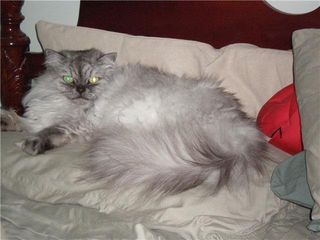 Cutest kitten pic 01