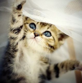 Cutest kitten pic 02