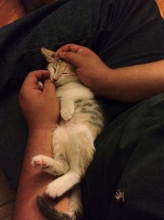 Cutest kitten pic 02