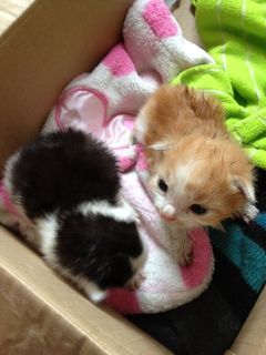 Cutest kitten pic 01