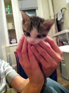 Cutest kitten pic 01