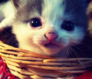 Cutest kitten pic 02