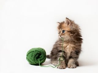 Click on the image to see another cute kitten photo