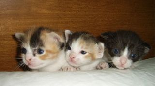 Cutest kitten pic 01