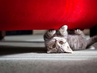 Cutest kitten pic 01