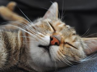 Cutest kitten pic 02