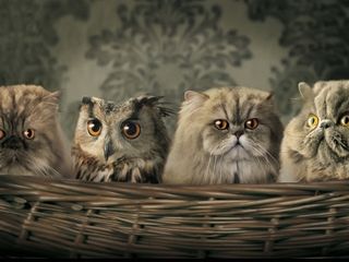 Cutest kitten pic 01