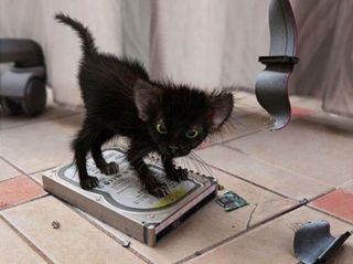 Click on the image to see another cute kitten photo