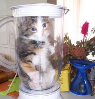 Cutest kitten pic 01