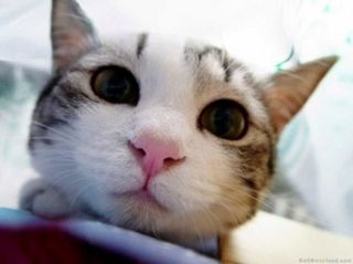 Cutest kitten pic 01