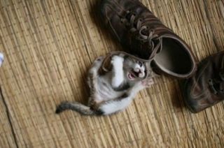 Cutest kitten pic 02
