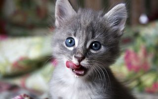Click on the image to see another cute kitten photo