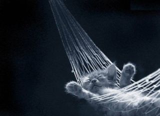 Cutest kitten pic 01