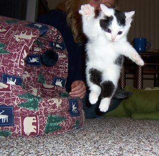 Click on the image to see another cute kitten photo