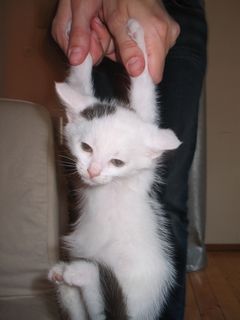 Cutest kitten pic 01