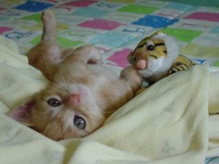 Cutest kitten pic 02
