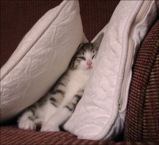 Cutest kitten pic 01