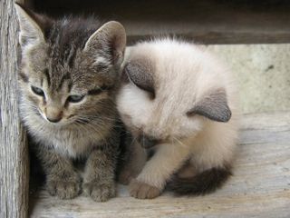 Cutest kitten pic 01