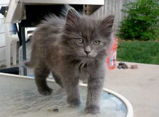 Cutest kitten pic 02