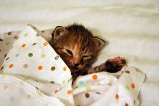 Cutest kitten pic 01