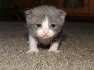 Cutest kitten pic 01