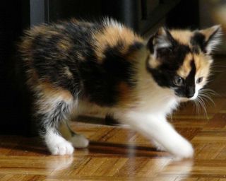 Cutest kitten pic 02