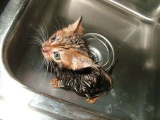 Cutest kitten pic 01