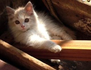 Cutest kitten pic 02