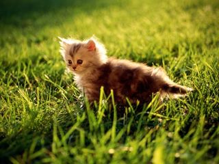 Cutest kitten pic 01