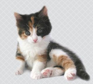 Cutest kitten pic 01