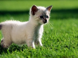 Cutest kitten pic 02