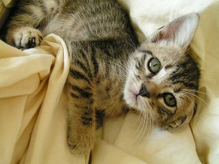 Cutest kitten pic 01