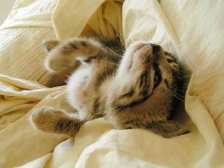 Cutest kitten pic 02