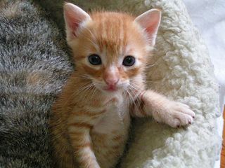 Cutest kitten pic 02