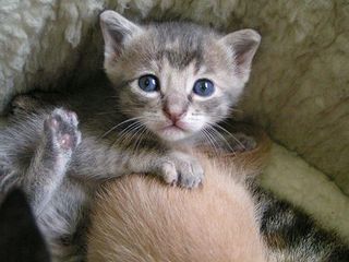 Cutest kitten pic 02