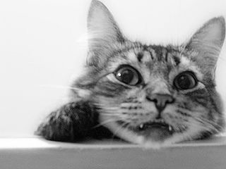 Cutest kitten pic 01