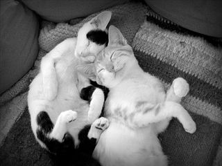 Cutest kitten pic 02