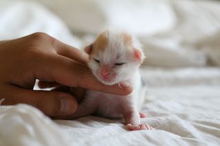 Click on the image to see another cute kitten photo