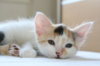 Cutest kitten pic 01