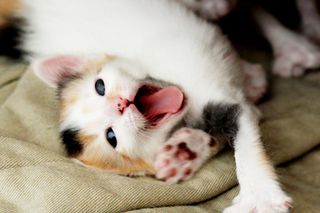 Cutest kitten pic 02