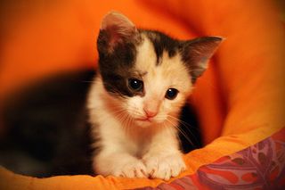 Cutest kitten pic 02