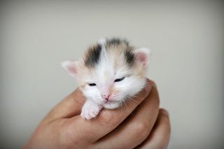 Cutest kitten pic 02
