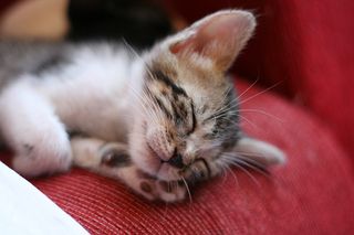 Cutest kitten pic 02